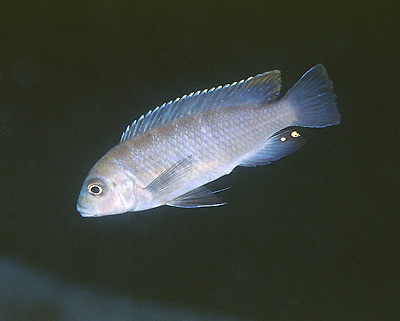 Chindongo sp. 'elongatus masimbwe' Masimbwe Island